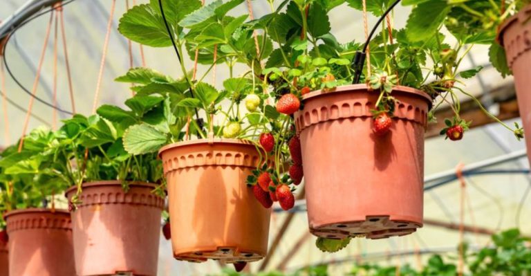 21 Brilliant Homesteading Tips to Produce More Food in Less Space