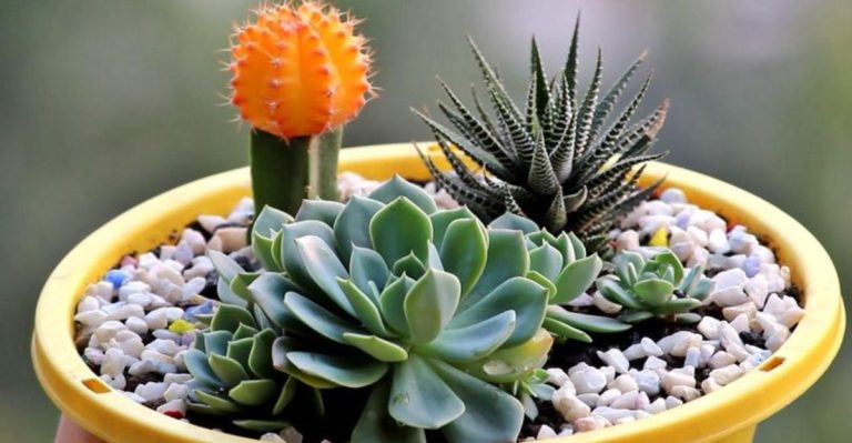 21 Container-Friendly Plants That Make Your Patio Look Incredible