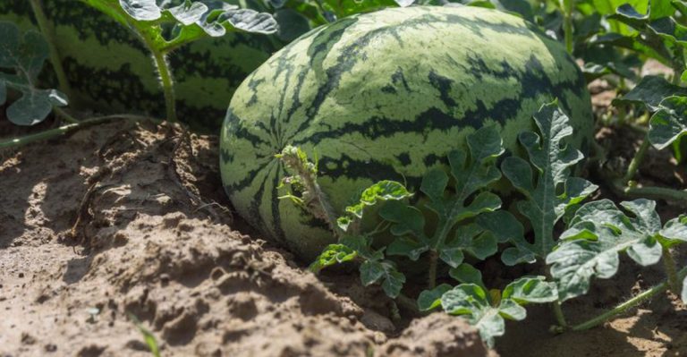 21 Crops That Handle Mississippi’s Sticky Summer Mud