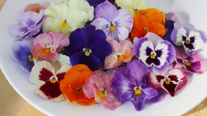 21 Edible Flowers That Add Color and Flavor to Your Meals