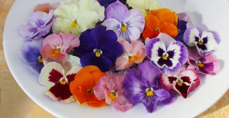 21 Edible Flowers That Add Color and Flavor to Your Meals