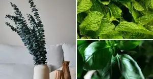 flowers-and-plants-that-will-keep-mosquitoes-and-other-bugs-away