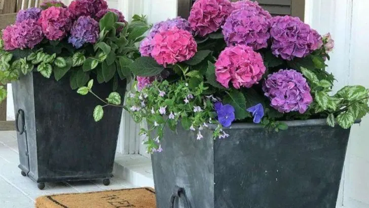21 Front Door Plant Ideas to Make Your Entryway Feel Inviting and Stylish