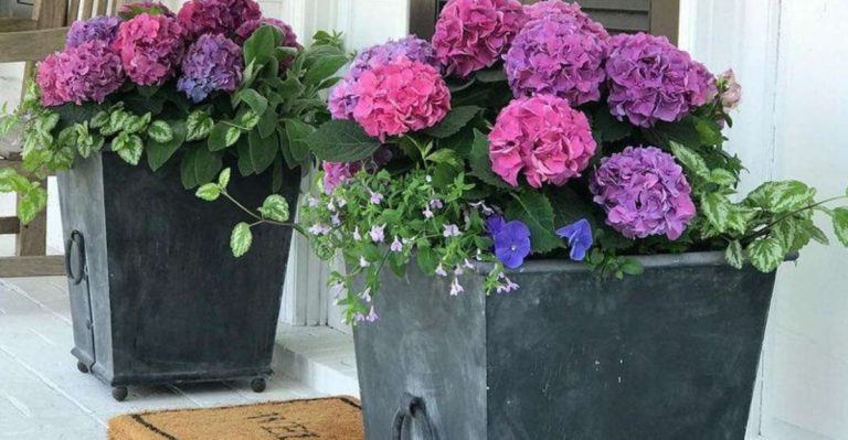 21 Front Door Plant Ideas to Make Your Entryway Feel Inviting and Stylish