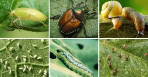 garden-pests-you-should-never-ignorethey-could-destroy-everything