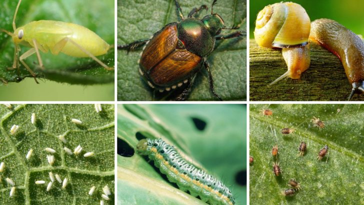 21 Garden Pests You Should Never Ignore—They Could Destroy Everything