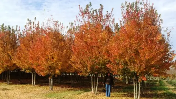 21 Gorgeous Maple Tree Species You’ll Want in Your Yard