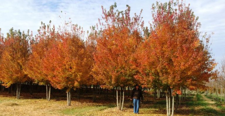 21 Gorgeous Maple Tree Species You’ll Want in Your Yard