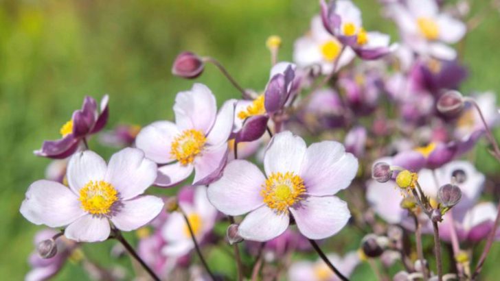 21 Gorgeous Spring Wildflowers You Can Grow in Your Backyard