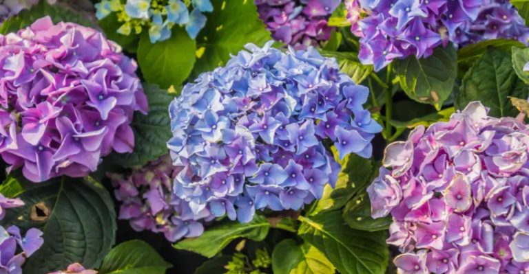 21 Low-Growing Shrubs That Make Beautiful Borders