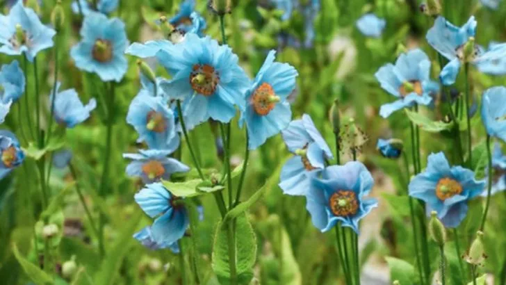 21 Most Difficult Perennials to Grow (And How to Finally Get Them Right)