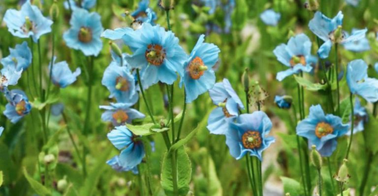 21 Most Difficult Perennials to Grow (And How to Finally Get Them Right)