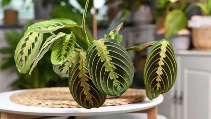 21 Plants That Act Like Drama Queens