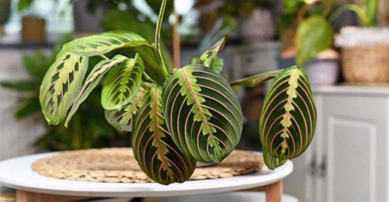 21 Plants That Act Like Drama Queens