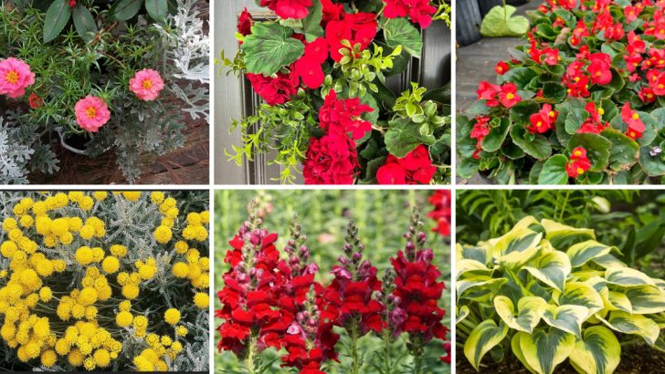 21 Plants That Won’t Attract Bees