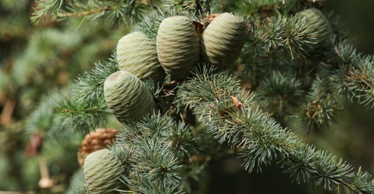 21 Plants With Spiritual Significance To Native Americans