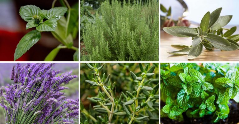 21 Powerful Protection Herbs Every Home Should Have
