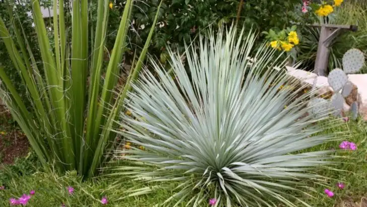 21 Sculptural Plants That Add Drama to Your Outdoor Space
