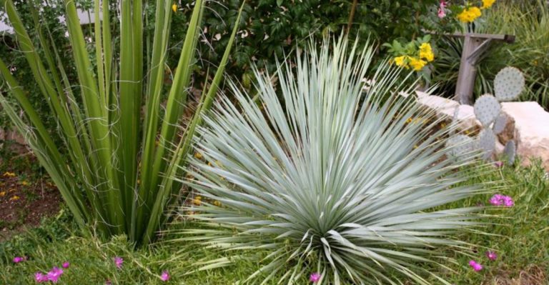 21 Sculptural Plants That Add Drama to Your Outdoor Space