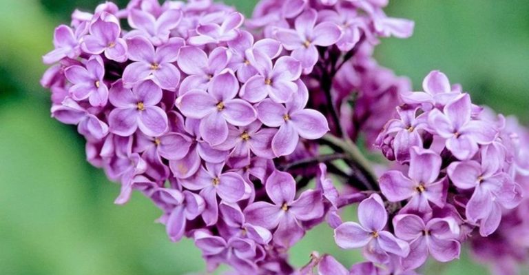 21 Shrubs That Look Better Than Oleanders