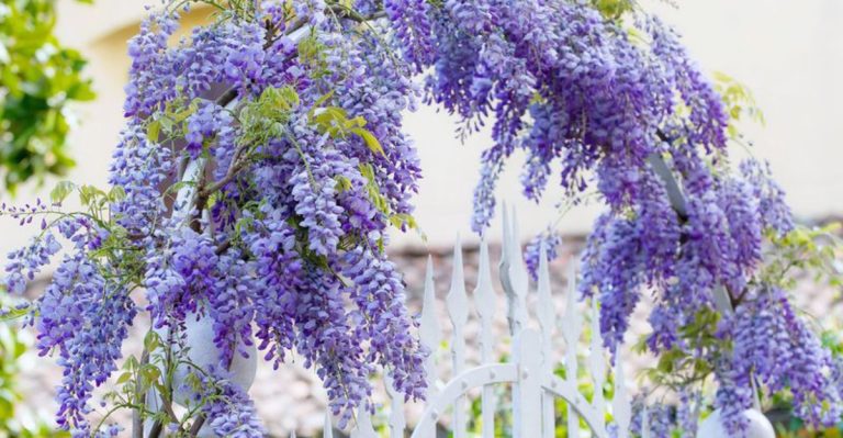21 Small Flowering Vines For Trellises
