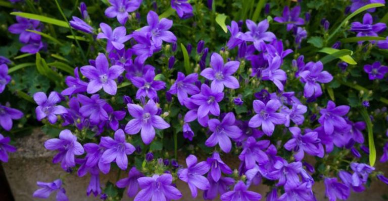 21 Soft Pastel Perennials That Create a Dreamy Cottage Garden Look