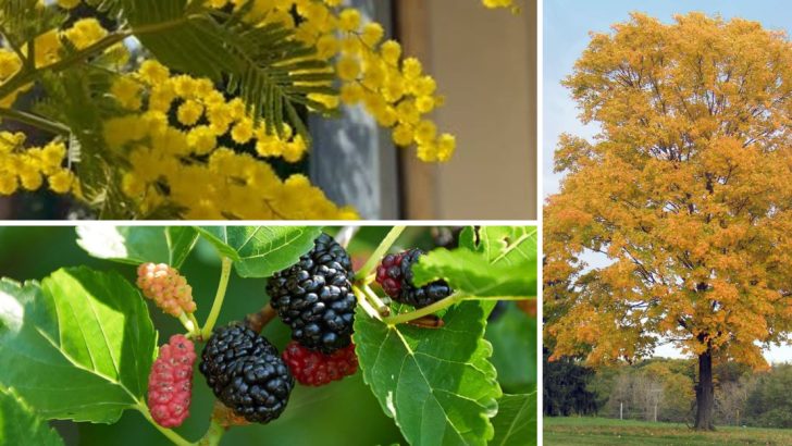 21 Trees You Should Never Grow in Your Yard