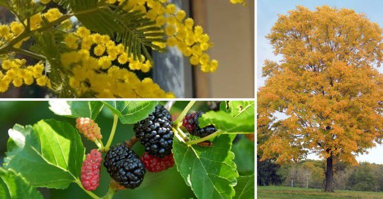 21 Trees You Should Never Grow in Your Yard