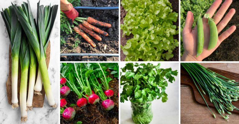 21 Vegetables and Herbs to Plant in March for a Bountiful Harvest