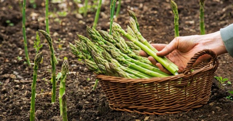 21 Vegetables You Can Harvest All Year Without Needing To Replant Them