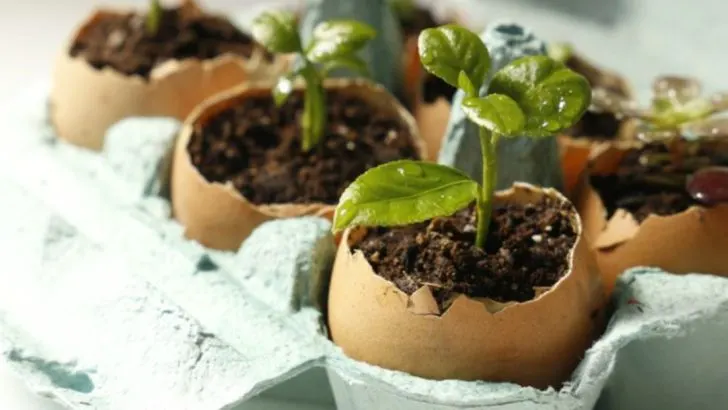 10 Ways to Use Eggshells, Banana Peels, and Coffee Grounds in Your Garden