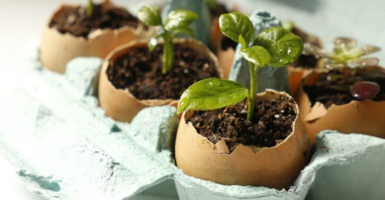 10 Ways to Use Eggshells, Banana Peels, and Coffee Grounds in Your Garden