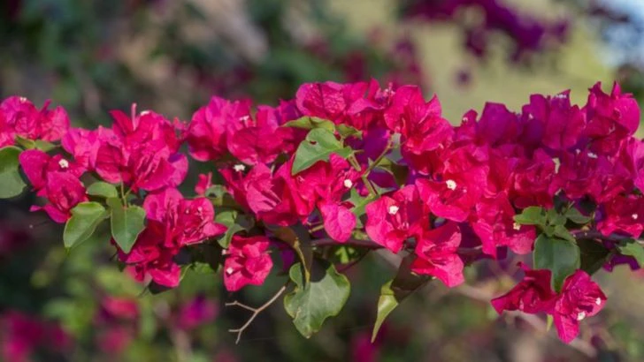 22 Best Heat Tolerant Flowers for Full Sun