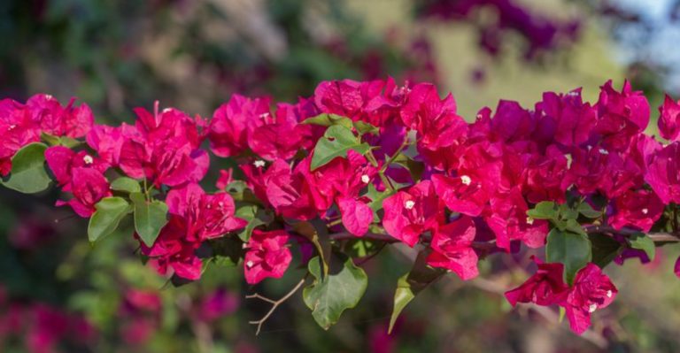 22 Best Heat Tolerant Flowers for Full Sun