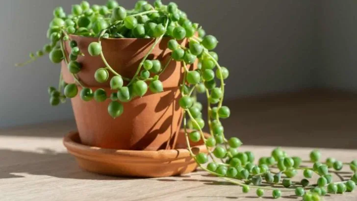 22 Best Office Desk Plants That Don’t Need Space