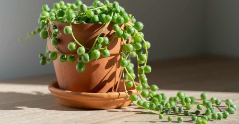 22 Best Office Desk Plants That Don’t Need Space