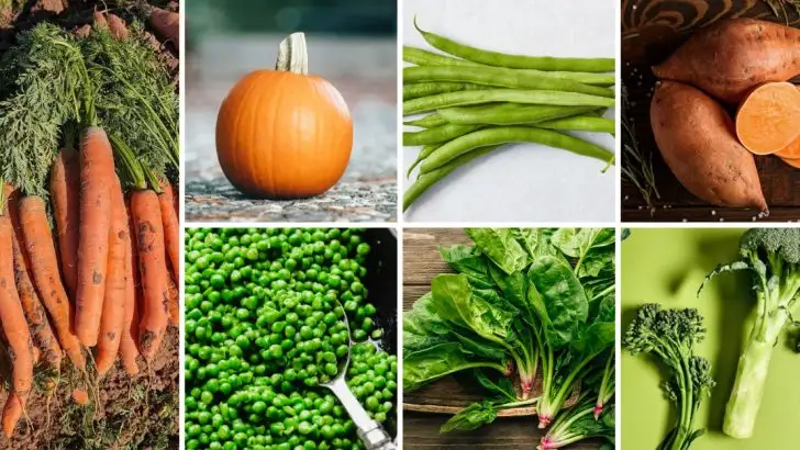 22 Best Vegetables to Feed Your Dog That Are Safe and Nutritious
