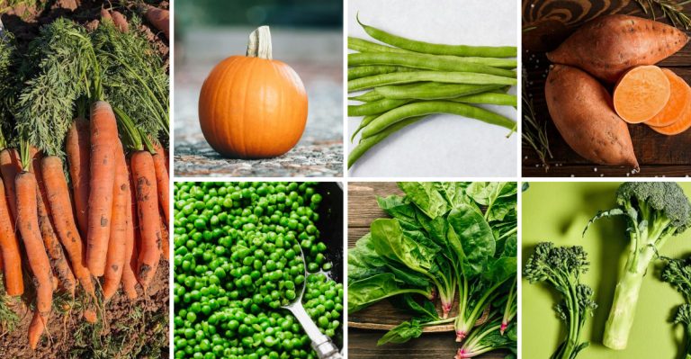 22 Best Vegetables to Feed Your Dog That Are Safe and Nutritious