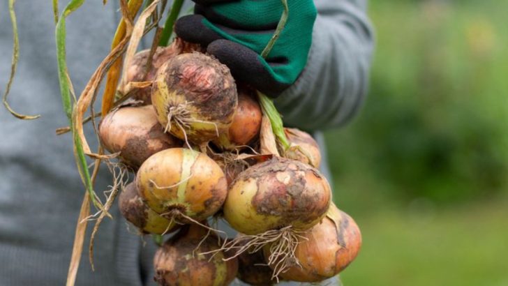 22 Cold-Hardy Vegetables That Keep Growing Through Frost and Snow