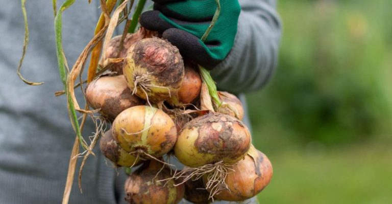 22 Cold-Hardy Vegetables That Keep Growing Through Frost and Snow