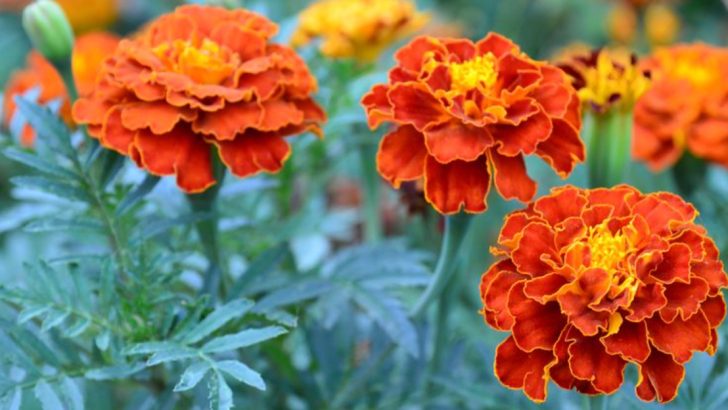 22 Easiest Flowers To Grow For Beginners