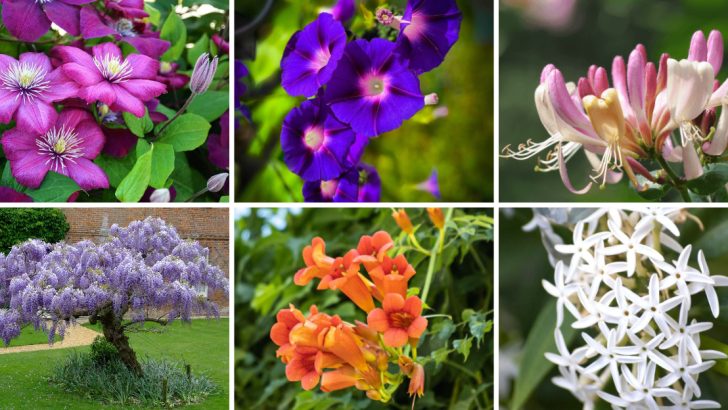 22 Easy-Going Flowering Vines That Climb With Minimal Effort