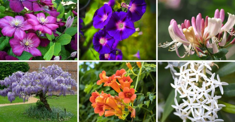 22 Easy-Going Flowering Vines That Climb With Minimal Effort