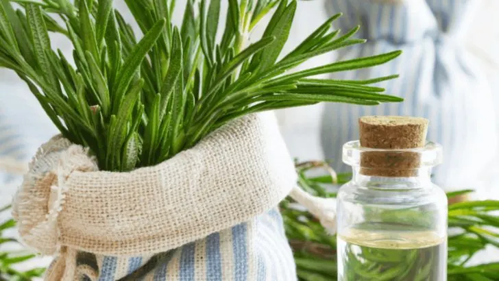 22 Edible Plants That Double as Natural Beauty Products