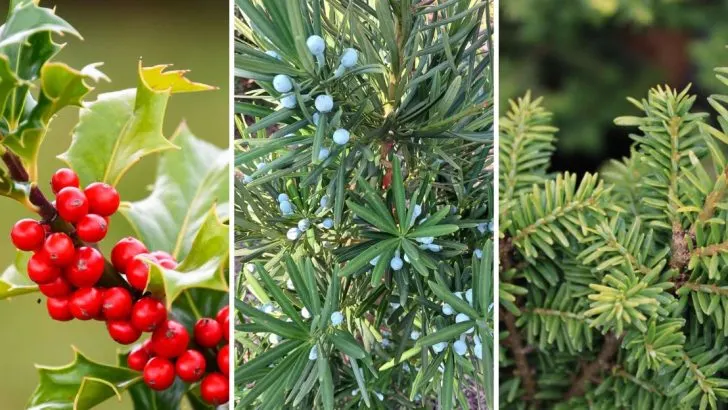 22 Evergreen Trees That Grow In Shade