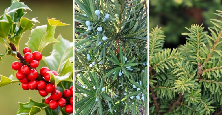 22 Evergreen Trees That Grow In Shade