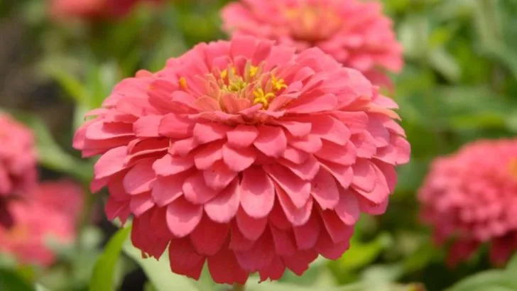 22 Flowers That Beginner Gardeners Can Easily Grow From Seed
