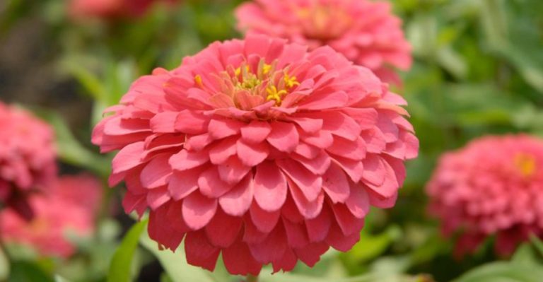 22 Flowers That Beginner Gardeners Can Easily Grow From Seed