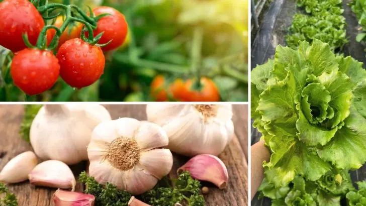 22 Foods That Are Surprisingly Cheaper (And Healthier) to Grow Yourself