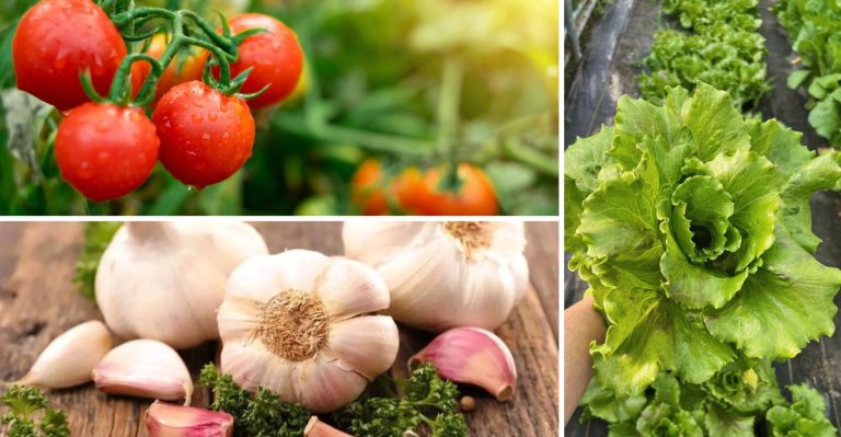 22 Foods That Are Surprisingly Cheaper (And Healthier) to Grow Yourself